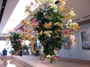 orchids in hanging planters