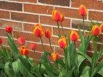 tulip flowers with brick wall in background