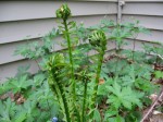 Fiddleheads (new fern fronds) emerging