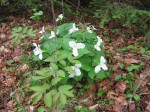 Trillium flowers