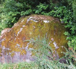 rock covered with moss and plants