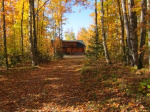 trees in fall foliage and house