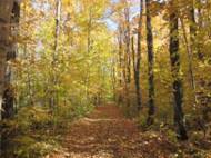 path in forest with golden leaves