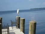 bird on dock at lake side