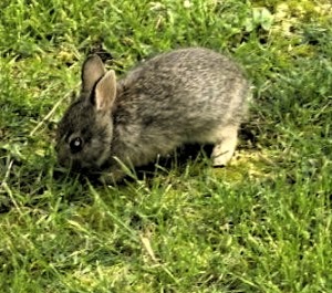 rabbit nibbling grass