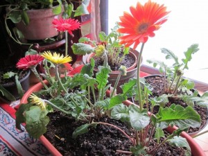 red flowers growing in pot on window sill