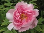 Peony