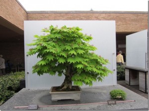 two trees in planters