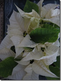 white Poinsettia