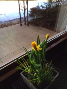 indoor_daffodils