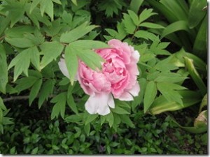 peony blossom