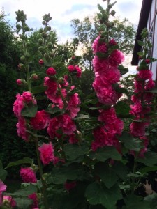 hollyhocks