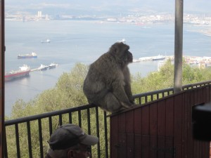 Macaque sitting on railing