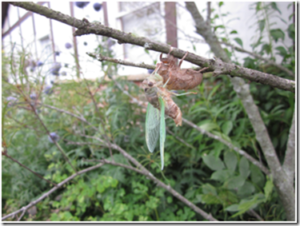 cicada on tree branch sheds its skin to become and adult