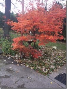 Japanese Maple fall foliage